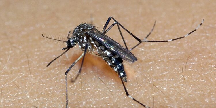 Bahia chega a 37 mortes por dengue; maioria dos óbitos foi registrada em Vitória da Conquista