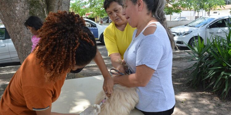 Dez bairros recebem vacinação antirrábica nesta semana