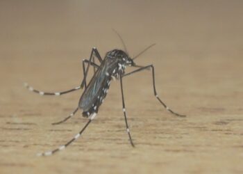 Criança de 4 anos morre por dengue na segunda maior cidade da Bahia