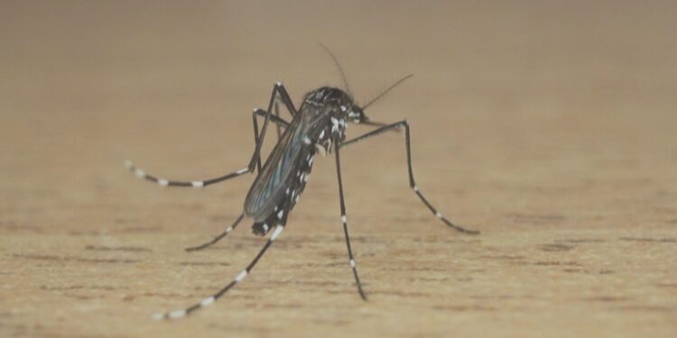 Criança de 4 anos morre por dengue na segunda maior cidade da Bahia