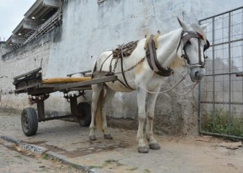 Prefeitura convoca carroceiros para cadastramento