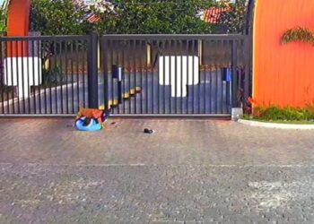 Pitbull que atacou porteiro em Feira é retirado de condomínio; entenda o caso