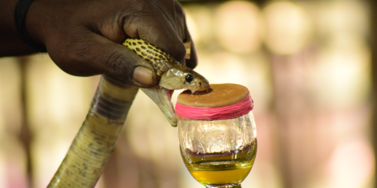 Feira de Santana lidera lista de municípios com picadas de animais peçonhentos