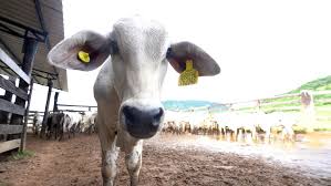 Boi com chip na Amazônia: como funciona o rastreamento para saber se a carne está livre de desmatamento