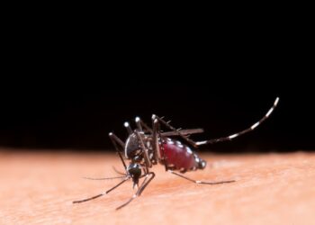 Mortes por dengue na Bahia chegam a 120; cai para 41 número de cidades em epidemia