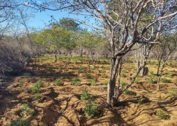 Polícia Militar destrói mais de 11 mil pés de maconha em plantação no norte Bahia