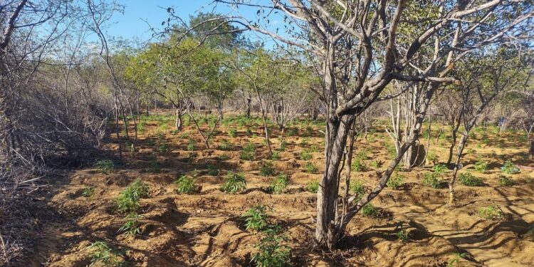Polícia Militar destrói mais de 11 mil pés de maconha em plantação no norte Bahia