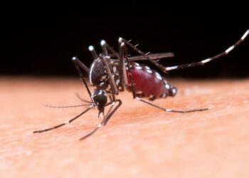 Mortes por dengue na Bahia chegam a 121; cai para 38 número de cidades em epidemia