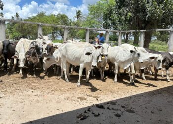 Prefeitura e CONAFER iniciam inseminação para melhoramento genético de rebanhos no dia 8