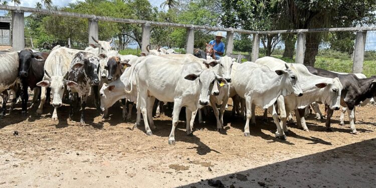 Prefeitura e CONAFER iniciam inseminação para melhoramento genético de rebanhos no dia 8