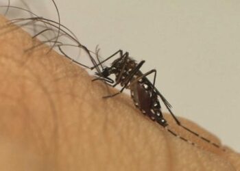Casos de dengue aumentam 407,9% na Bahia