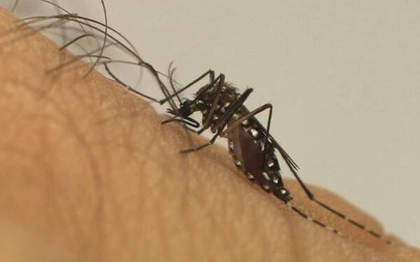 Casos de dengue aumentam 407,9% na Bahia