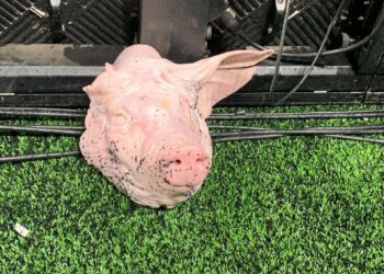 Polícia investiga como cabeça de porco entrou na arena e pede imagens ao Corinthians