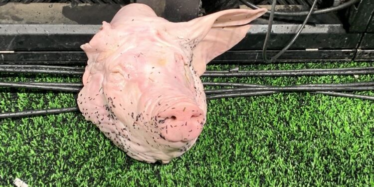 Polícia investiga como cabeça de porco entrou na arena e pede imagens ao Corinthians