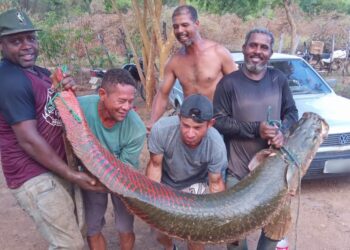 Grupo pesca peixe gigante de 80 kg e dois metros de comprimento em rio na Bahia