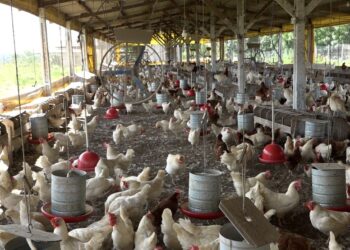Produção de ovos bate recorde na Bahia; região de Feira de Santana lidera crescimento