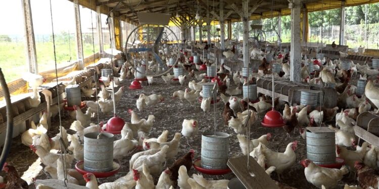 Produção de ovos bate recorde na Bahia; região de Feira de Santana lidera crescimento