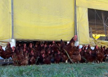 Ministério da Agricultura confirma primeiro foco de gripe aviária em granja comercial no Brasil