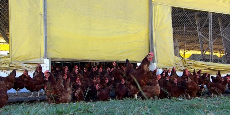 Ministério da Agricultura confirma primeiro foco de gripe aviária em granja comercial no Brasil