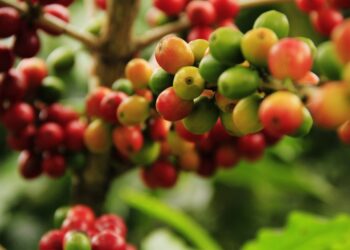 Diversidade climática e práticas sustentáveis: conheça fatores que tornam a Bahia o maior produtor de café do Nordeste e o 4º do Brasil
