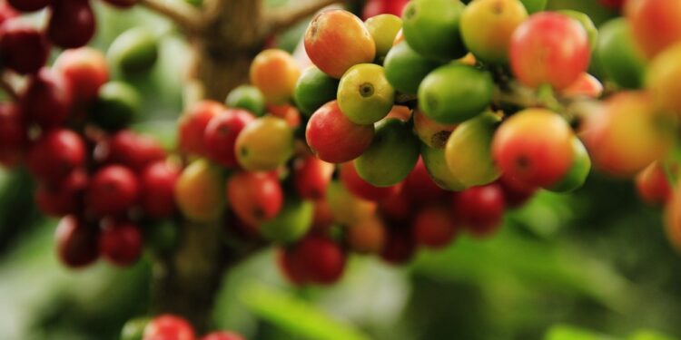 Diversidade climática e práticas sustentáveis: conheça fatores que tornam a Bahia o maior produtor de café do Nordeste e o 4º do Brasil