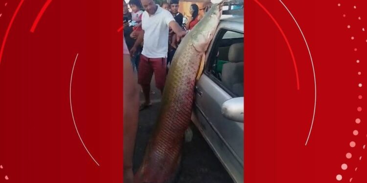 Pescadores capturam pirarucu gigante de 92 kg e mais de dois metros na Bahia