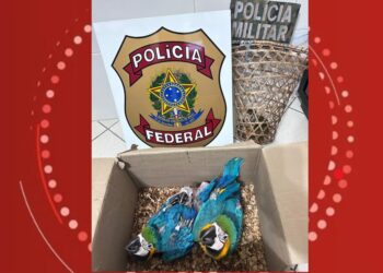 Homem é preso por maus-tratos e comercialização de araras e macaco no interior da Bahia