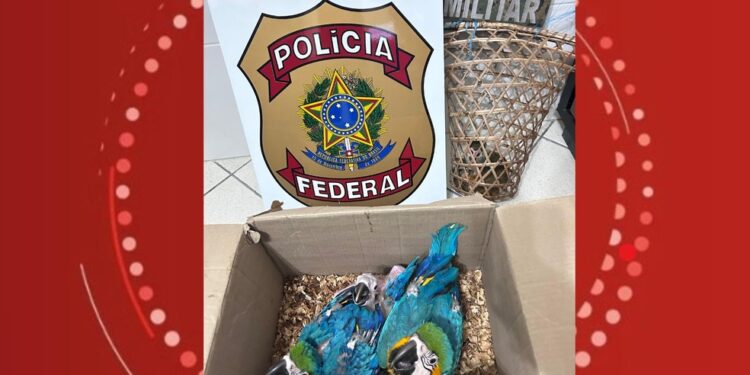 Homem é preso por maus-tratos e comercialização de araras e macaco no interior da Bahia