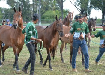 Primeiros animais começam a chegar para a Expo Portal 2025; abertura oficial nesta 5ª