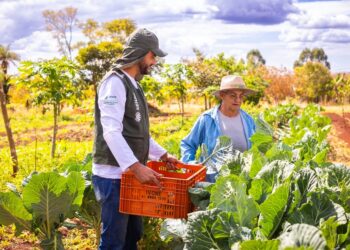 Plano Safra 25/26 da Agricultura Familiar terá R$ 78,2 bi e juros mais altos