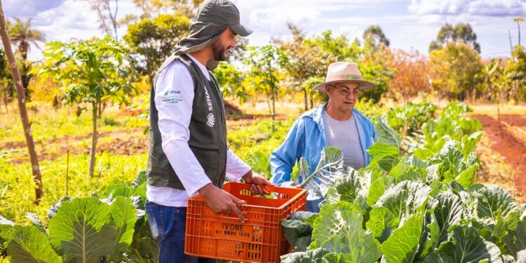 Plano Safra 25/26 da Agricultura Familiar terá R$ 78,2 bi e juros mais altos