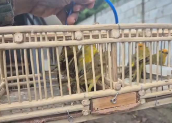 Polícia Militar resgata 51 aves silvestres na Feira do Rolo
