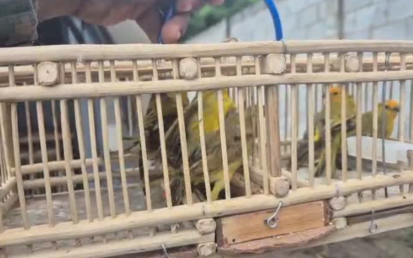 Polícia Militar resgata 51 aves silvestres na Feira do Rolo