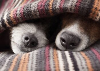O melhor lugar para seu cão dormir no inverno segundo veterinários