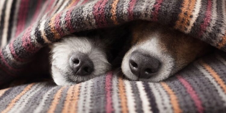 O melhor lugar para seu cão dormir no inverno segundo veterinários