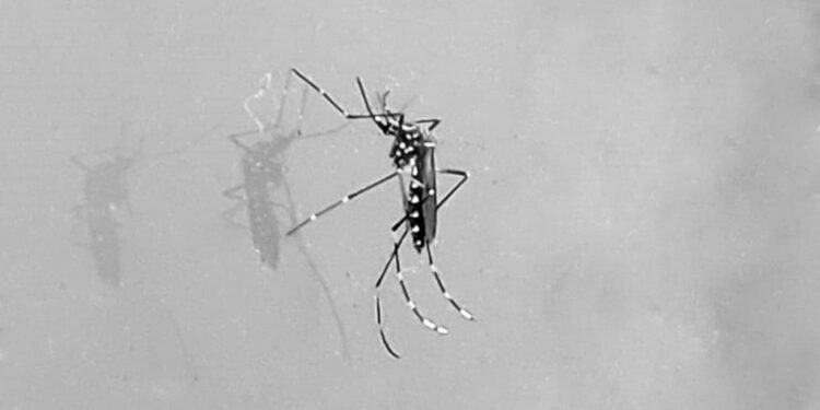 População deve redobrar os cuidados contra o Aedes aegypti no período chuvoso