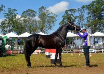 Inscrições de animais para 46ª Expofeira poderão ser feitas de 4 a 29 de agosto