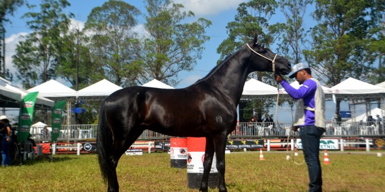 Inscrições de animais para 46ª Expofeira poderão ser feitas de 4 a 29 de agosto