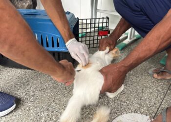 Prefeitura de Feira promove vacinação contra a raiva em seis bairros no próximo sábado