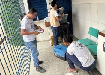 Neste sábado (23) tem vacinação de cães e gatos contra a raiva