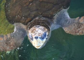 Onde está Jorge? Tartaruga baiana devolvida ao mar após passar 40 anos em cativeiro desaparece