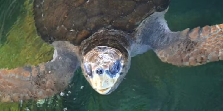 Onde está Jorge? Tartaruga baiana devolvida ao mar após passar 40 anos em cativeiro desaparece