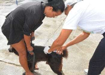 Vacinação antirrábica continua em Feira de Santana com ação concentrada neste sábado (30)