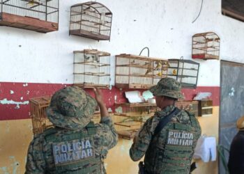 Dois homens são presos e mais de 70 aves silvestres são resgatadas na Região Metropolitana de Salvador