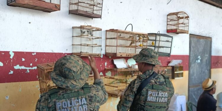 Dois homens são presos e mais de 70 aves silvestres são resgatadas na Região Metropolitana de Salvador