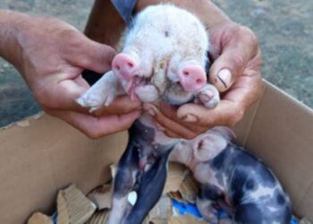 Porco nasce com dois focinhos na zona rural de Feira de Santana