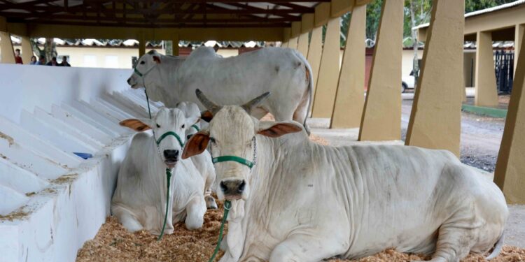 Desinfecção de baias e galpões do Parque de Exposição será feita até quinta-feira