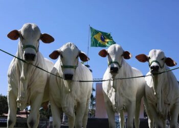 Produção agropecuária da Bahia tem recordes no 2º trimestre de 2025