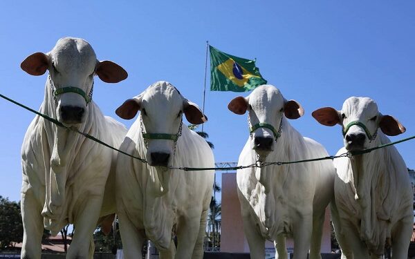 Produção agropecuária da Bahia tem recordes no 2º trimestre de 2025
