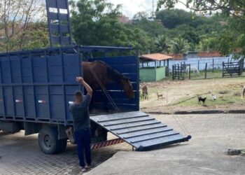 Prefeitura reforça alerta sobre perigos de animais de grande porte soltos em vias públicas